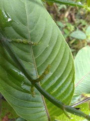Phoradendron quadrangulare