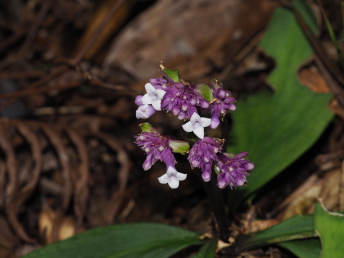 Hedyotis yangchunensis