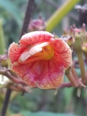 Rhytidophyllum bicolor