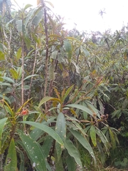 Rhytidophyllum bicolor