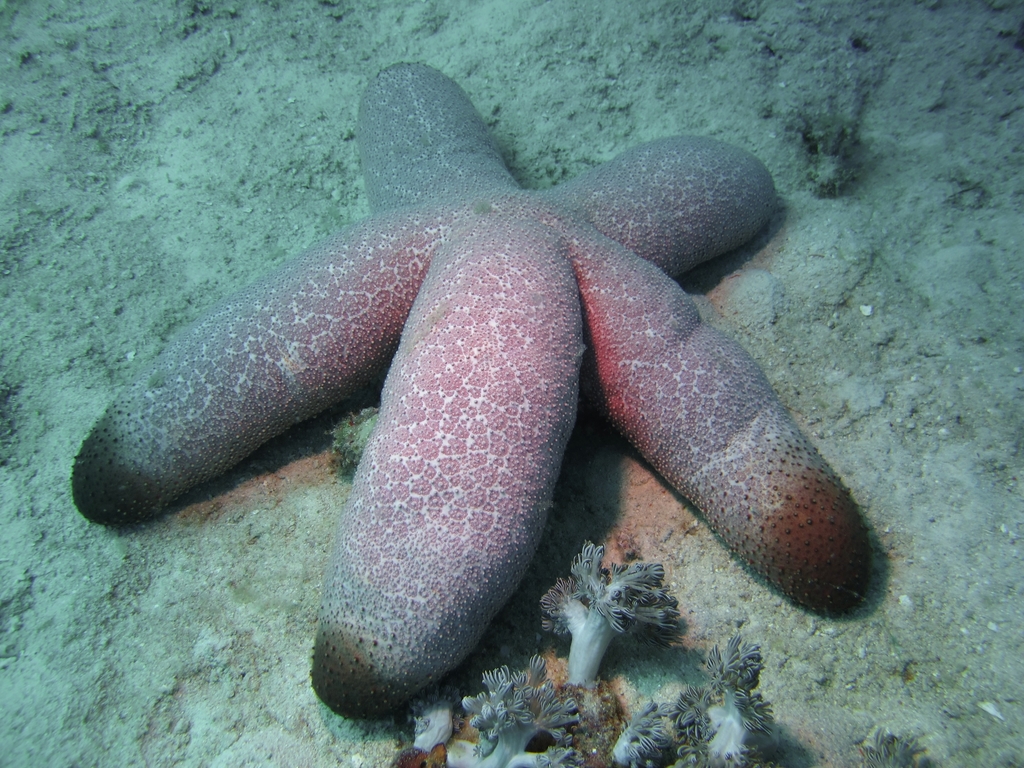 Thromidia