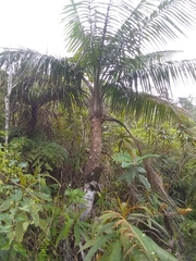 Calyptronoma rivalis