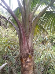 Calyptronoma rivalis