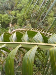 Calyptronoma rivalis