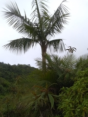 Calyptronoma rivalis