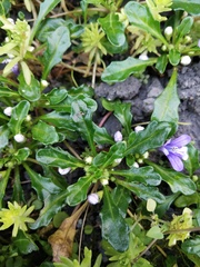Ajuga pygmaea