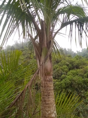 Calyptronoma rivalis