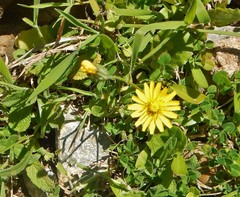 Crepis fraasii