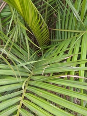 Calyptronoma rivalis