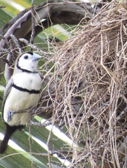 Stizoptera bichenovii