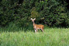 Capreolus