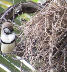 Stizoptera bichenovii