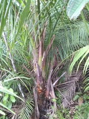 Calyptronoma rivalis