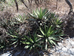 Agave convallis