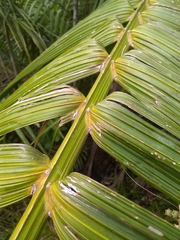 Calyptronoma rivalis