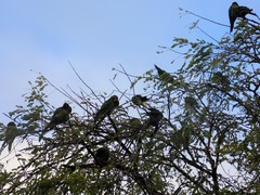 Psittacara finschi