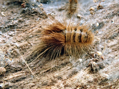 Ctesias serra