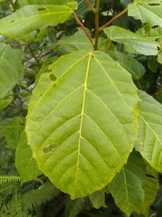 Alchornea latifolia