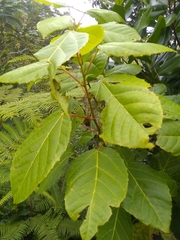 Alchornea latifolia