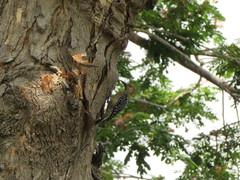 Melanerpes rubricapillus