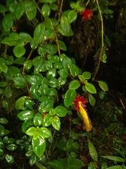Columnea domingensis