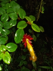 Columnea domingensis