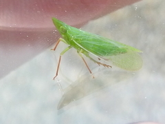 Rhynchomitra recurva