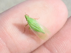 Rhynchomitra recurva