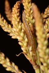 Epiphryne verriculata