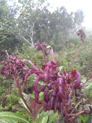 Lobelia robusta