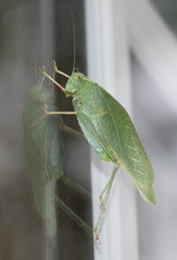 Microcentrum californicum