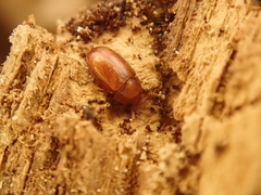 Pentaphyllus testaceus
