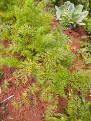 Daucus carota sativus