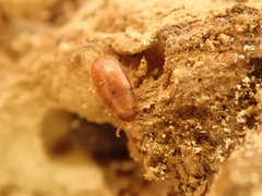 Pentaphyllus testaceus