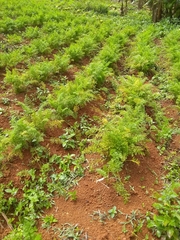 Daucus carota sativus