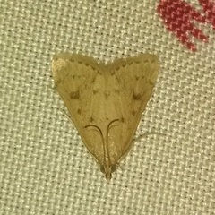 Lepidoptera