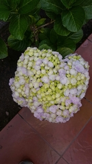 Hydrangea macrophylla