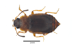 Anthobium atrocephalum