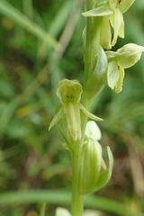 Platanthera convallariifolia