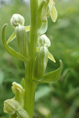Platanthera convallariifolia