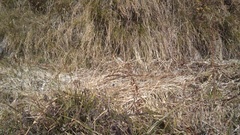 Parnassius hardwickii