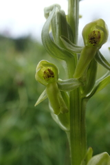 Platanthera convallariifolia