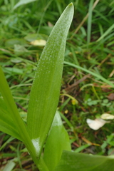 Platanthera convallariifolia