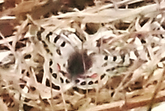 Parnassius hardwickii