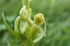 Platanthera convallariifolia