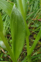 Platanthera convallariifolia