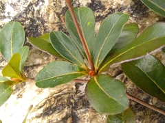 Terminalia tetraphylla