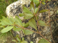 Terminalia tetraphylla