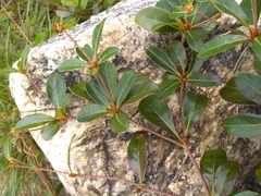 Terminalia tetraphylla