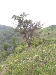 Terminalia tetraphylla